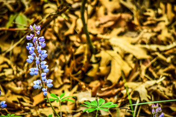 Wildflower and fall covered ground