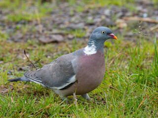 Ringeltaube (Columba palumbus)