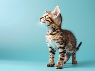 Curious Bengal Kitten Standing on Pastel Blue Studio Background