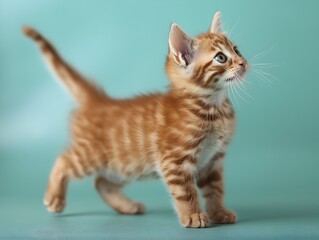 Captivating Bengal Kitten Stands Poised on Pastel Blue Background