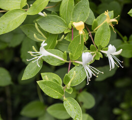 Lonicera caprifolium, also known as  the Italian woodbine,perfoliate honeysuckle or goat-leaf honeysuckle