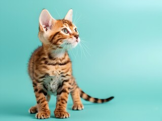 Fototapeta premium Elegant Bengal Kitten Standing on Pastel Blue Background