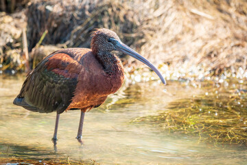 The glossy ibis, latin name Plegadis falcinellus, searching for food in the shallow lagoon.