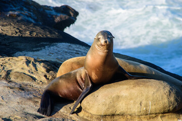 sea lion on the beach