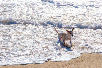 Chihuahua dog on the beach