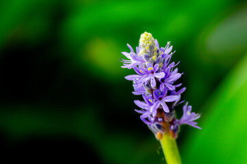 close up of a flower