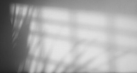 window and leaf shadow