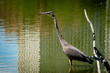 Heron in the lake