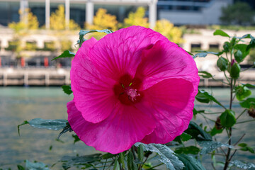red poppy flower in the middle of the city