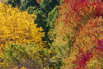 Fall Landscape in the City