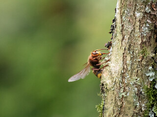 Hornisse (Vespa crabro)