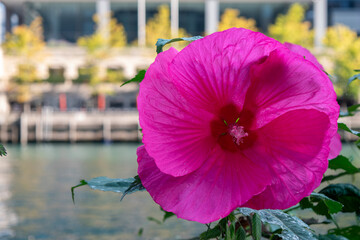 pink flower in the city