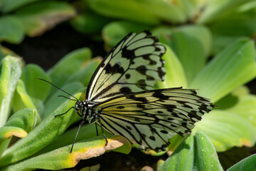 butterfly on a flower