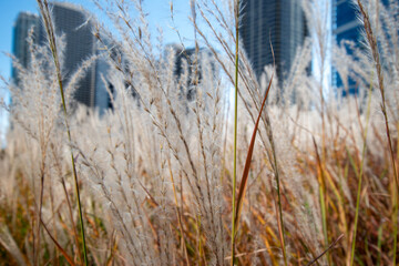 Tall grass in the city park
