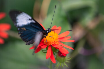 butterfly on flower