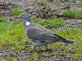 Ringeltaube (Columba palumbus)
