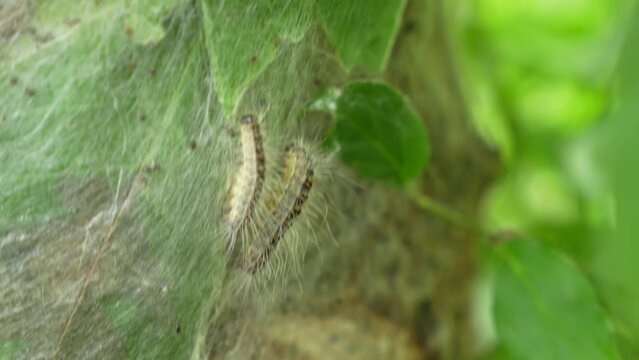 Parasitic oak procession moth caterpillars on an infected tree. Insect attack in the city, environmental problem.
