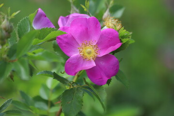 Japanese rose, rosa rugosa in the garden.