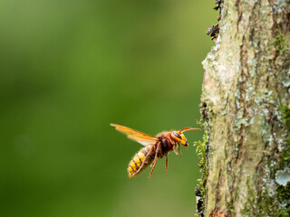 Hornisse (Vespa crabro)