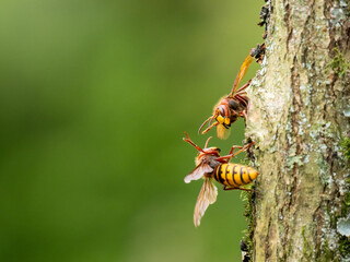 Hornisse (Vespa crabro)
