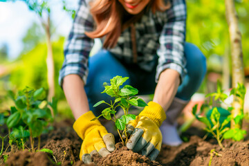Fototapeta premium Person planting trees or working in community garden promoting local food production and habitat restoration, concept of Sustainability and Community Engagement