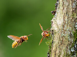 Hornisse (Vespa crabro)