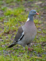 Ringeltaube (Columba palumbus)