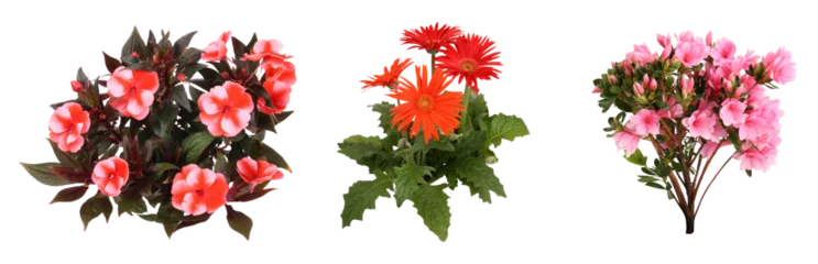 Fototapeten Azalee ガーベラ花切り抜きセット透過PNG背景白  © SOZAIYA
