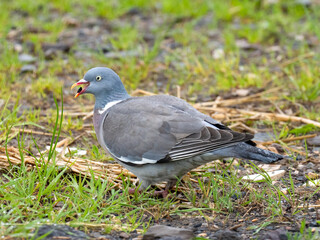 Ringeltaube (Columba palumbus)