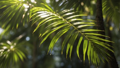 Fototapeta premium Timelapse of a Smooth Palm Leafs Reflective Surface in Natural Light.