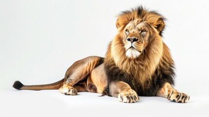 Obraz premium Cape Lion clearly photo on white background , 