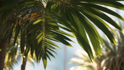 Fototapeta premium Timelapse of a Palm Leafs Subtle Highlights and Shadows in Natural Light.