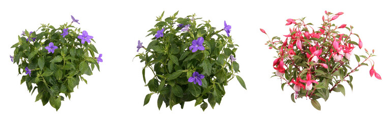 花切り抜きセット透過PNG背景白