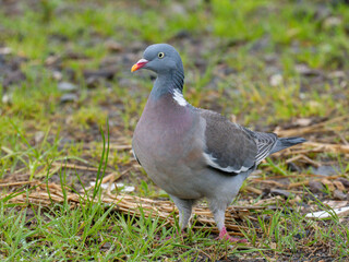 Ringeltaube (Columba palumbus)