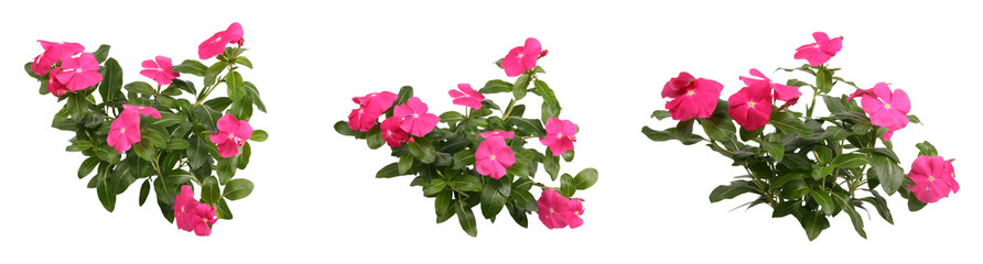 ニチニチソウ切り抜きセット透過PNG背景白