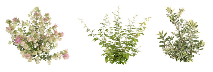 観葉植物切り抜きセット透過PNG背景白