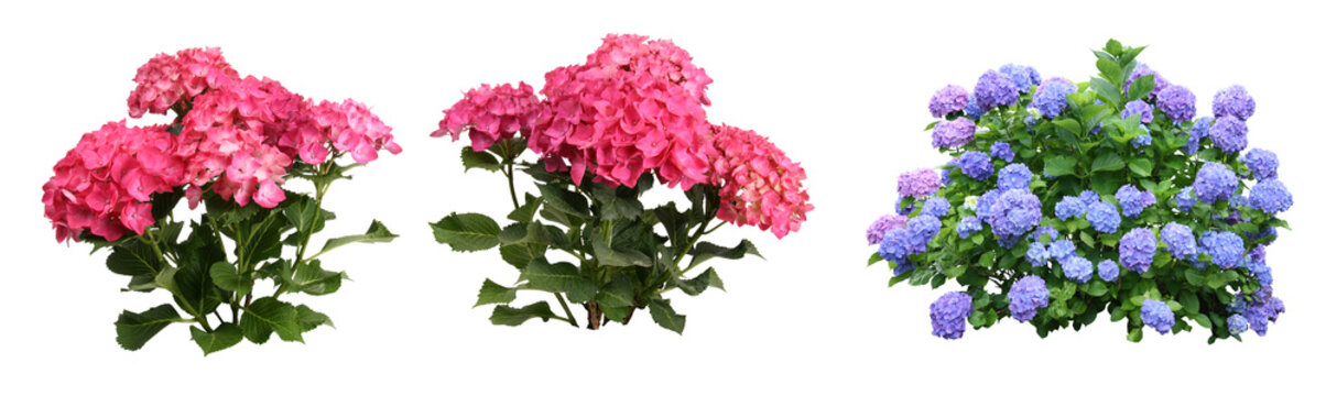 紫陽花切り抜きセット透過PNG背景白