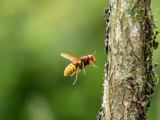Hornisse (Vespa crabro)