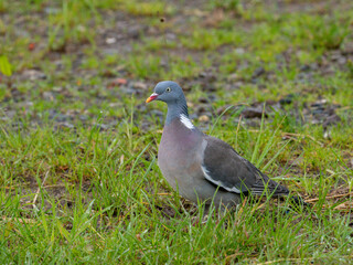 Ringeltaube (Columba palumbus)