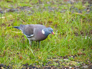 Ringeltaube (Columba palumbus)
