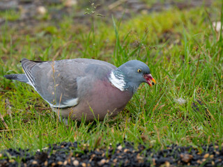 Ringeltaube (Columba palumbus)