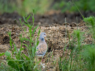 Turteltaube (Streptopelia turtur)