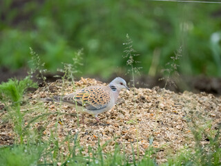 Turteltaube (Streptopelia turtur)