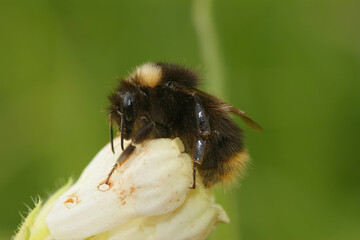 Closeup on an Early bumblebee, Bombus pratorum, on a white flower in the garden