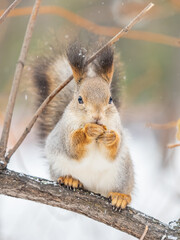 Fototapeta premium The squirrel with nut sits on tree in the winter or late autumn
