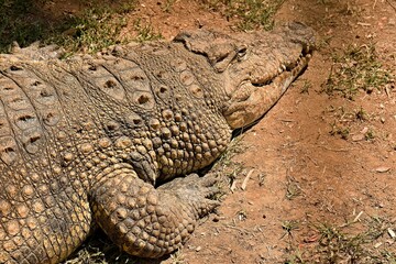 Nile Crocodile (Crocodylus niloticus) in Phezulu Safari Park, near Durban city. Republic of South Africa. Africa.