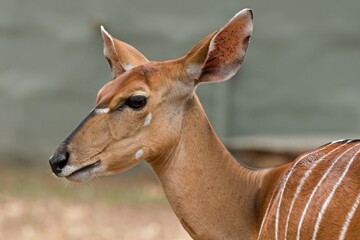 Female Nyala (Tragelaphus angasii) in Hlane Royal National Park. Eswatini. Africa.