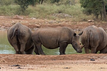 Obraz premium A white rhinoceros (Ceratotherium simum) at a watering hole in Hlane Royal National Park. Eswatini. Africa.