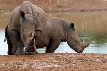 Naklejka premium White Rhino (Ceratotherium simum) in Hlane Royal National Park. Eswatini. Africa.