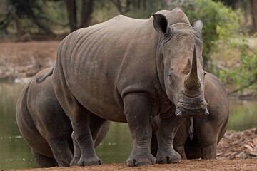 Fototapeta premium White Rhino (Ceratotherium simum) in Hlane Royal National Park. Eswatini. Africa.